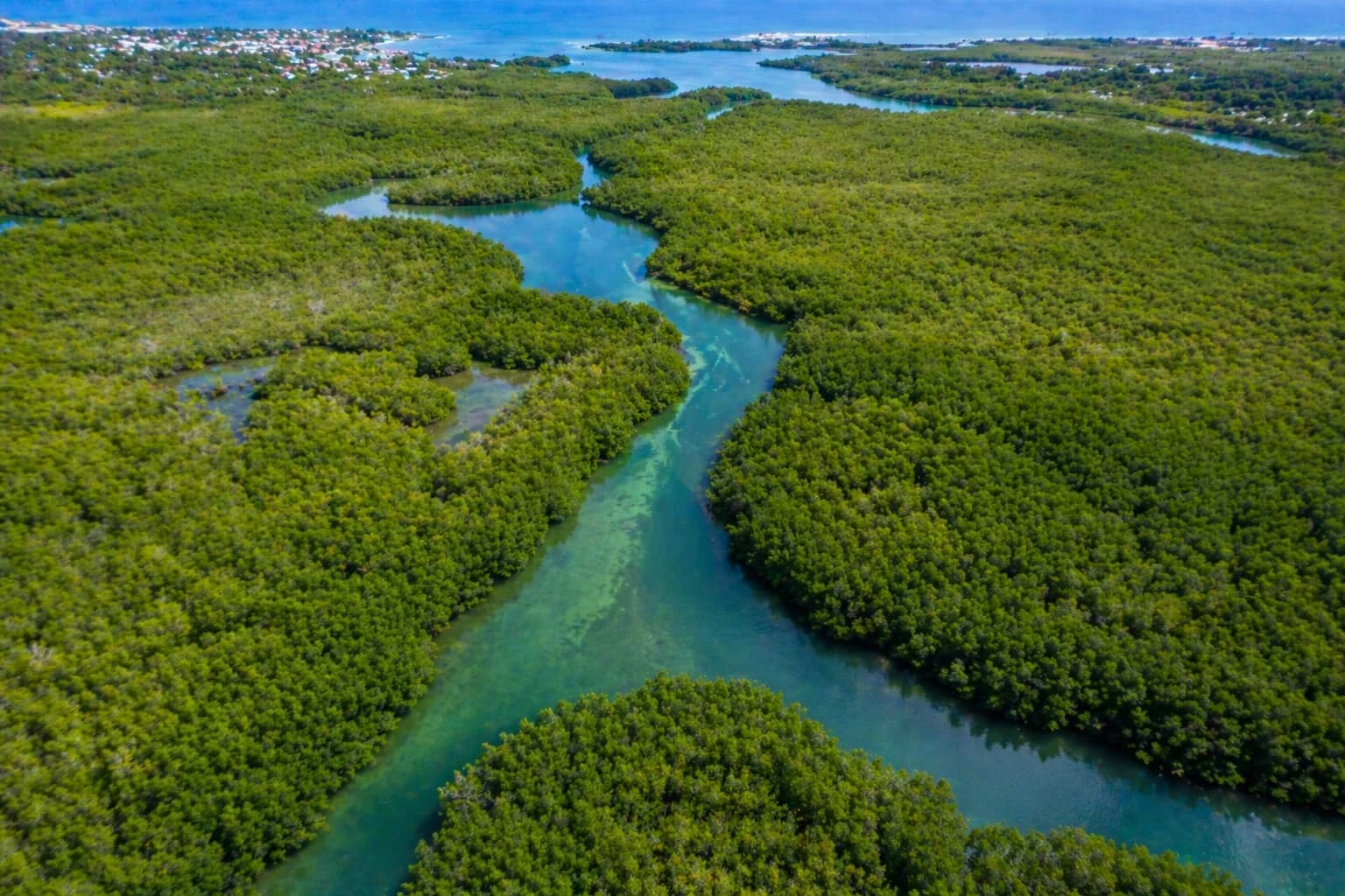 Mangrove vue du ciel